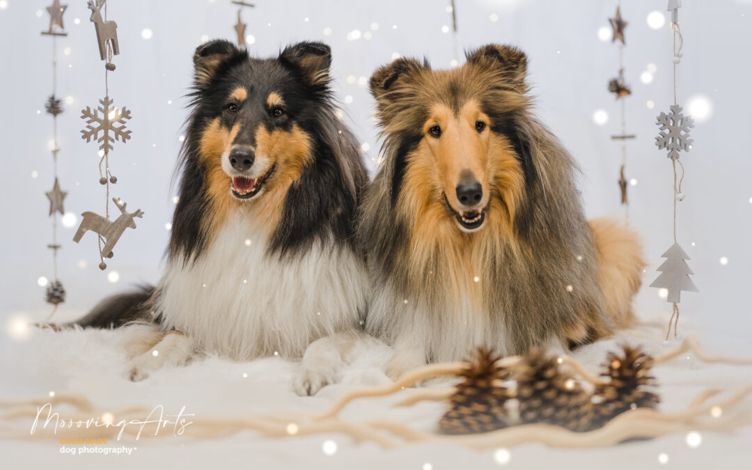 Merry Christmas and happy new year 2021 from Regan and Nanuk