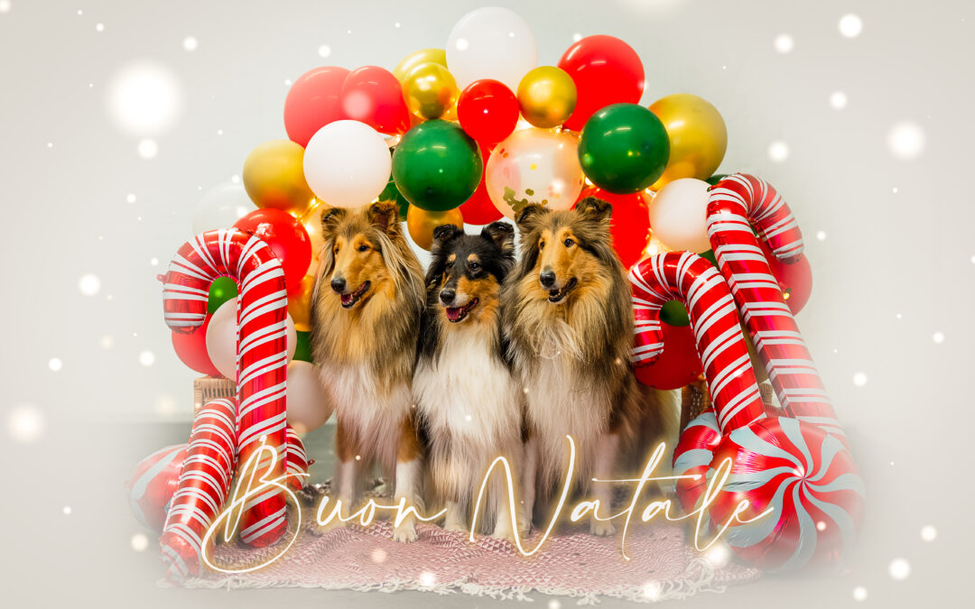 Merry Christmas and happy new year 2023 from Regan, Nanuk and Honey